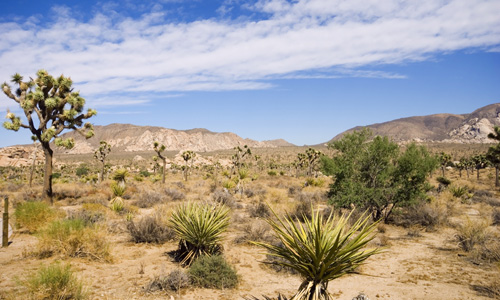 Desert Landscape